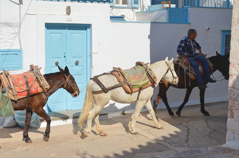 Working mules and donkeys being led through a narrow, whitewashed street alongside traditional blue-and-white Cycladic architecture in Greece